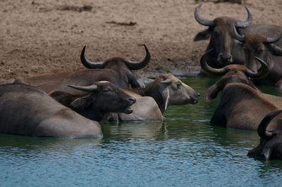 Horses in lake