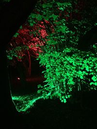 Close-up of illuminated tree by lake at night
