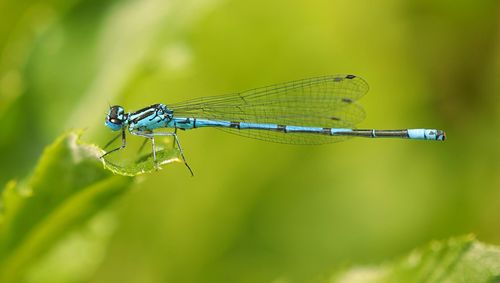 Close-up of dragonfly on leaf