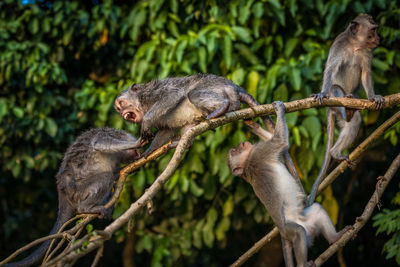 Monkeys fighting on tree