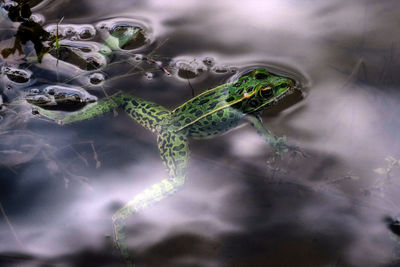 High angle view of frog in pond