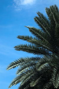 Low angle view of palm tree against blue sky