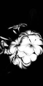 Close-up of flowers against black background