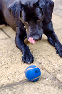 Close-up of black dog with ball