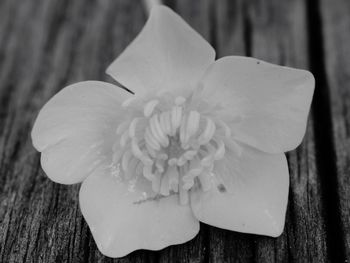 Close-up of white flowers