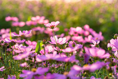 Close-up of pink flowering plants on field