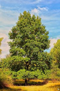 Tree on field against sky