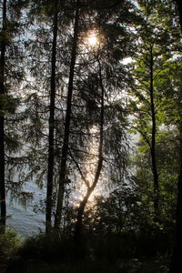 Sunlight streaming through trees in forest