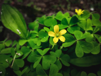 Close-up of yellow flowering plant