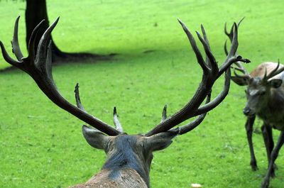 View of deer on field