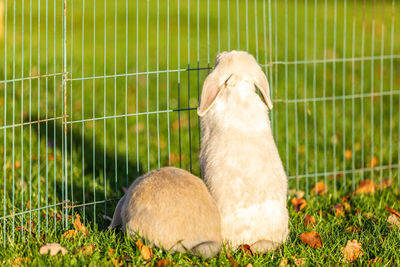 View of an animal on field