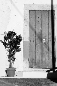 Potted plant on table against wall