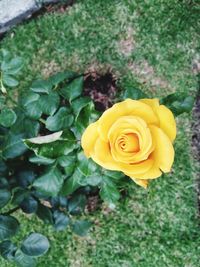 High angle view of rose bouquet