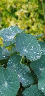 Close-up of raindrops on leaves