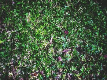 High angle view of flowering plants on field