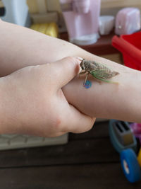 Close-up of hand holding toy