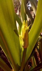 Close-up of yellow flower