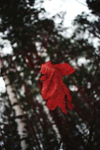 Close-up of red maple leaf