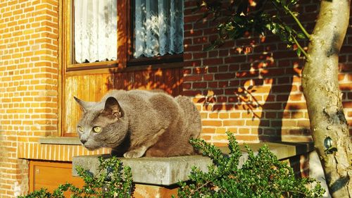 Cat in cage