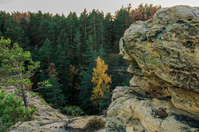 Rock formation amidst trees in forest