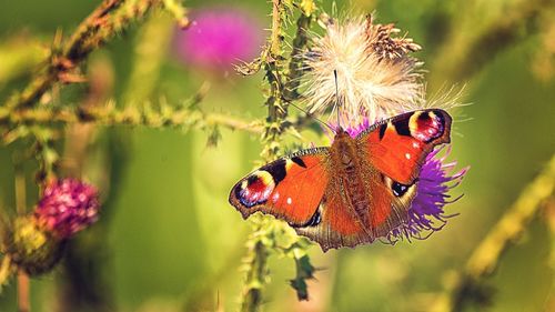 Close-up of butterfly pollinating on purple flower