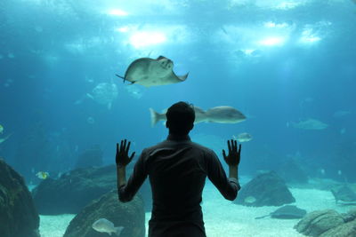 Rear view of man looking at fish swimming in aquarium