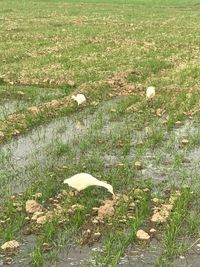 High angle view of mushrooms on field