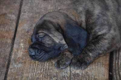 High angle view of puppy sleeping