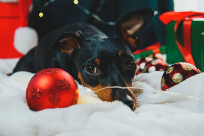 Close-up of dog