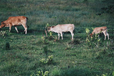 Horses grazing in a field