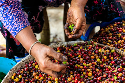 Midsection of farmers working cut out coffee bean 