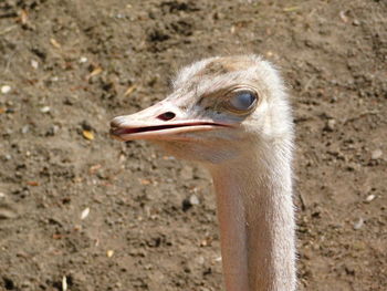 Close-up of a duck