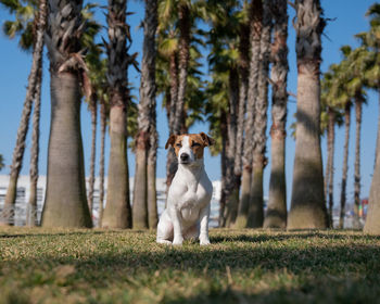 Dog running on field