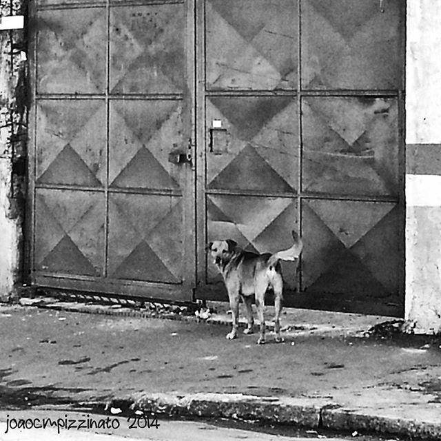 domestic animals, animal themes, mammal, dog, architecture, built structure, one animal, pets, building exterior, standing, wall - building feature, full length, walking, horse, day, outdoors, street, wall, sunlight, building