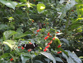 Plants growing on a tree