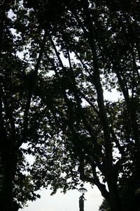 Low angle view of trees against sky