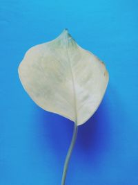 Close-up of flower against blue background