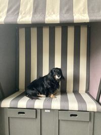 Portrait of black dog sitting on floor