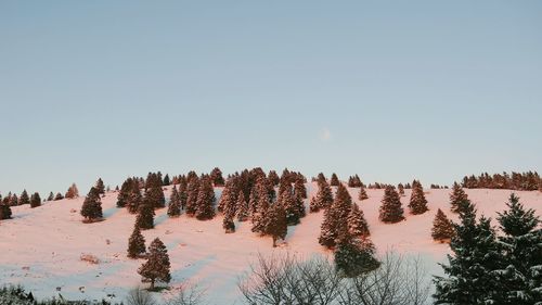 Trees in forest against clear sky during winter