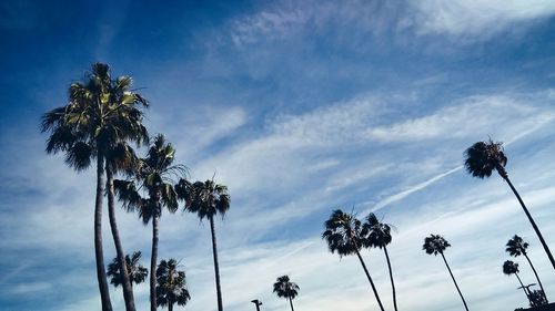 Low angle view of palm trees against sky