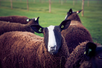 Portrait of sheep on field