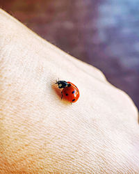 Close-up of ladybug on hand