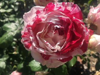 Close-up of pink rose