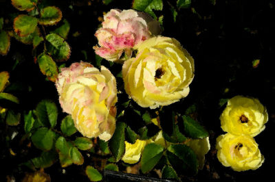 Close-up of yellow flowers