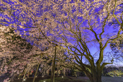 Low angle view of cherry blossom tree in park