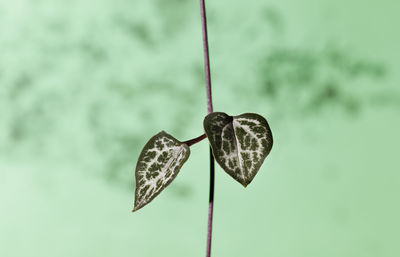 Close-up of butterfly on flower