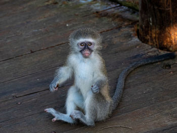 Close-up of monkey