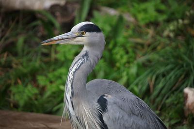 Close-up of grey heron