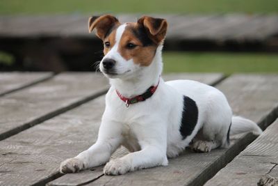 Close-up of dog resting on wooden plank