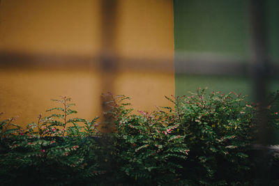 Close-up of plants against wall